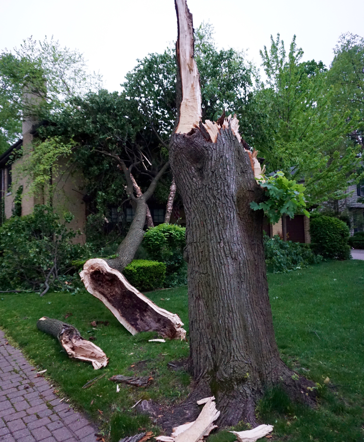 1 Tree damage after a storm